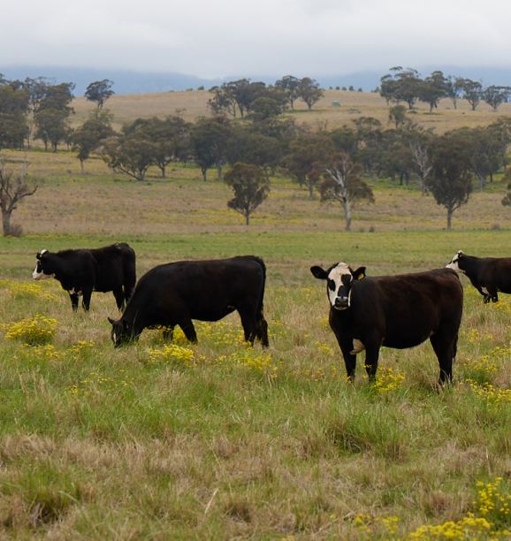 Our Planet | McDonald's Australia